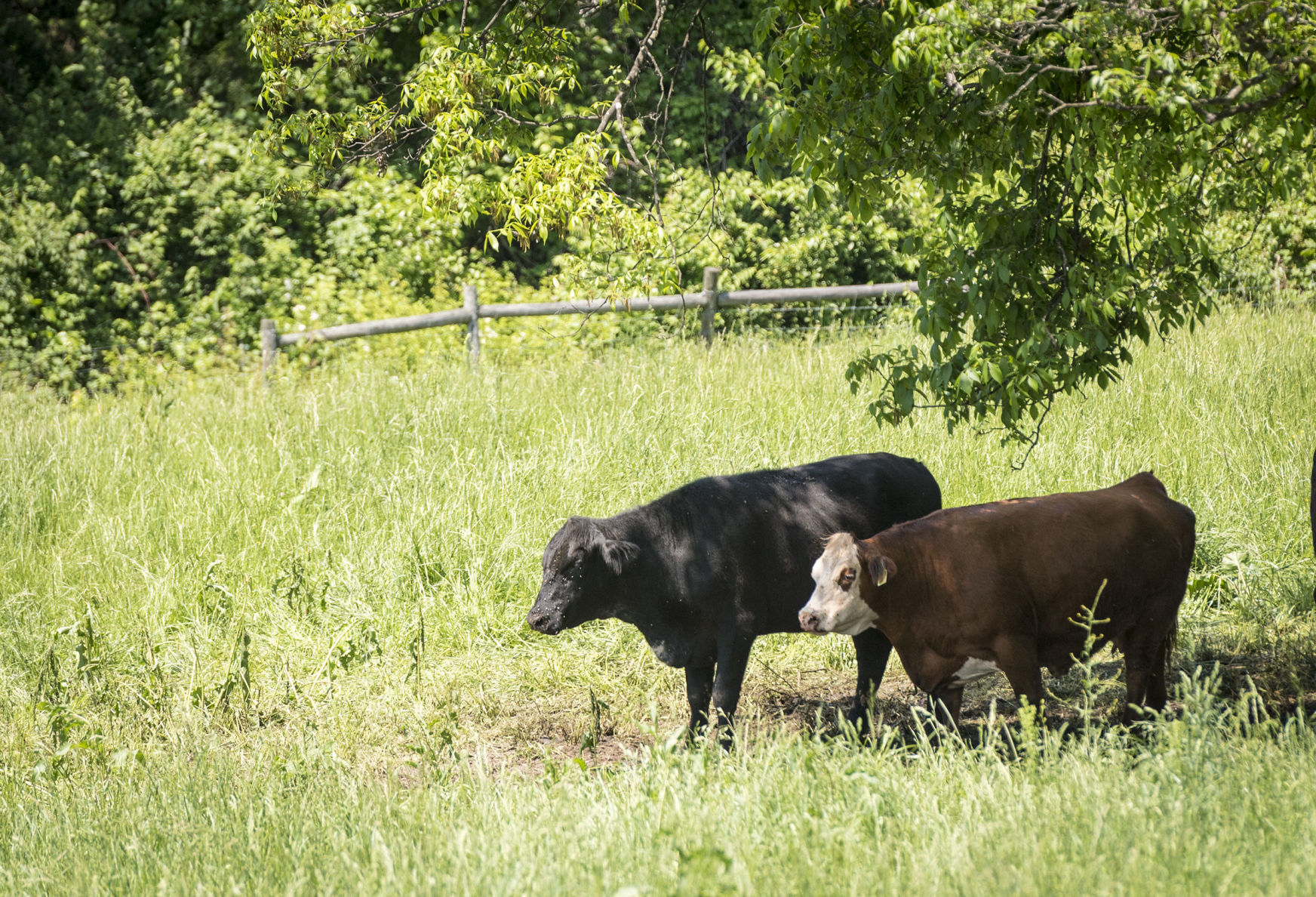 Easement